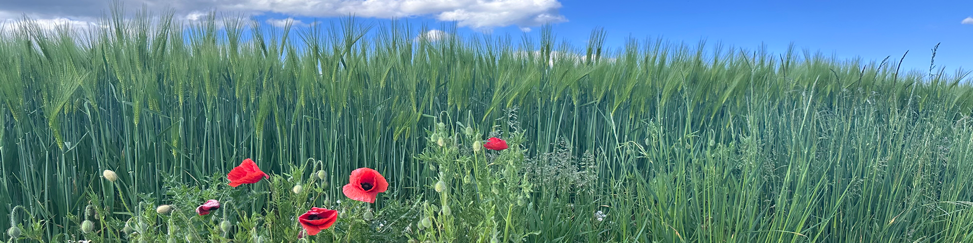 Coquelicots