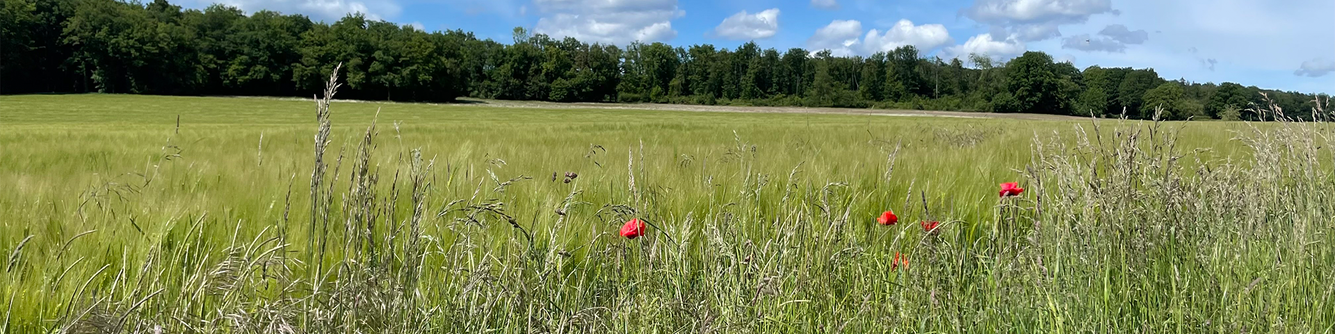 coquelicots_champs